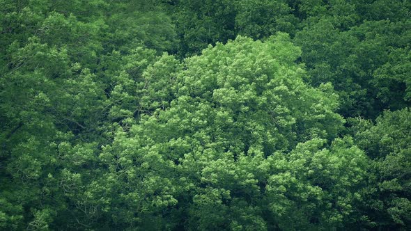 Large Forest Trees In Strong Wind