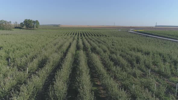 Aerial view of a plantation