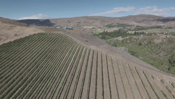 Flying over vineyard