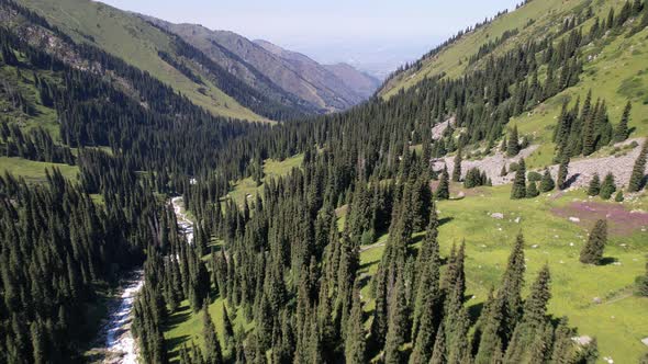 A Mountain River Flows Through a Green Gorge