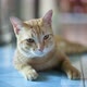 Orange Cat Sleeping - VideoHive Item for Sale