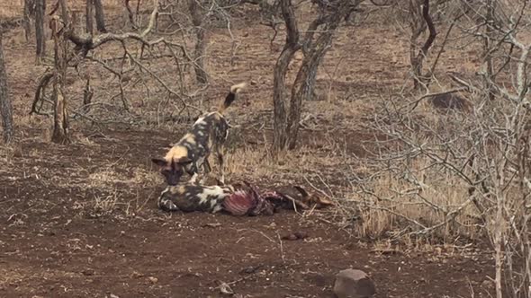 African Wild Dogs, Lycaon pictus interact at the site of a kill with aggressive and submissive displ