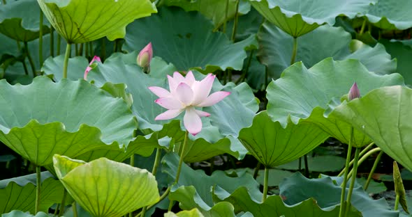 Beautiful Lotus flower pond