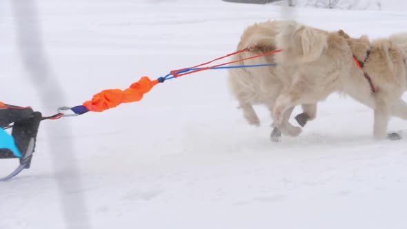 Team of Husky Sled Dogs with Dog-driver