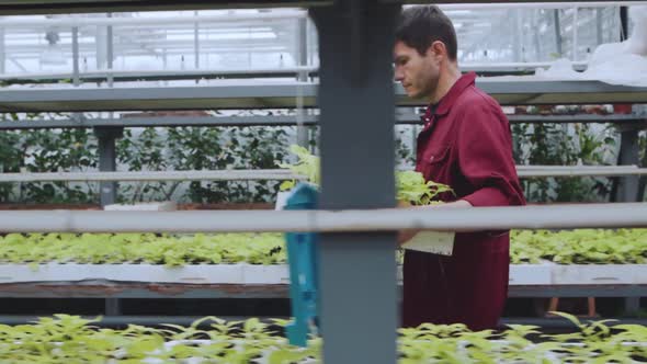 A Gardener Holding a Box of Plant Seedlings Running Along the Greenhouse