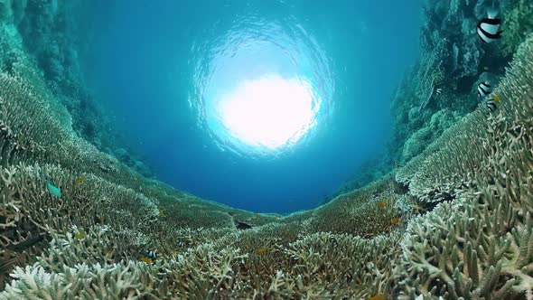 Coral Reef and Tropical Fish Underwater. Bohol, Panglao, Philippines.