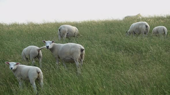 Sheep and lambs in a field Evening light Germany