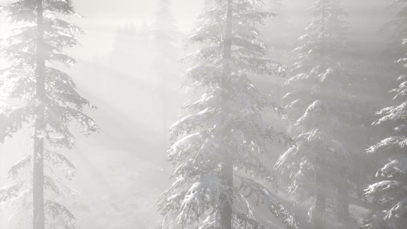 Misty Fog in Pine Forest on Mountain Slopes