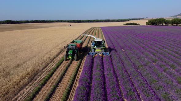Lavender harvest seen from the air
