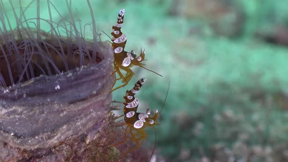 Close up of squat shrimps walking on a sea anemone on a tropical coral reef.