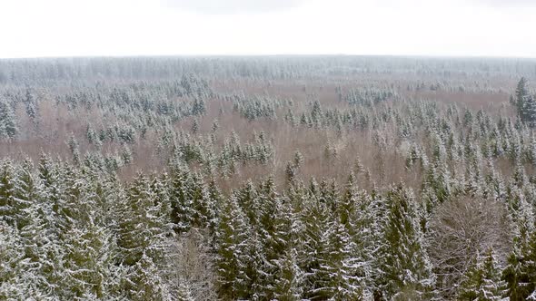 Wonderful nature in the winter - smooth drone flight over a partially snow covered forest.