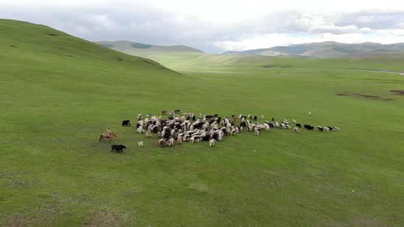 Herd of Yak Flock in Plain