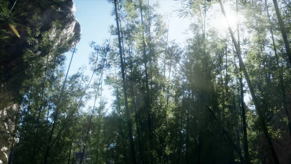 Lanscape of Bamboo Tree in Tropical Rainforest, Malaysia alt