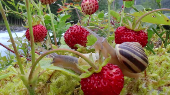 Snail Looking at the Red Strawberries