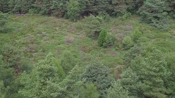 STATIC CROP, Aerial, rising up over a dense evergreen forest in Devon, UK