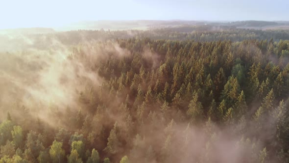 Magical Moving Fog Over Green Treetops of the Forest on Sunny Day