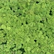 Green Trees  - VideoHive Item for Sale
