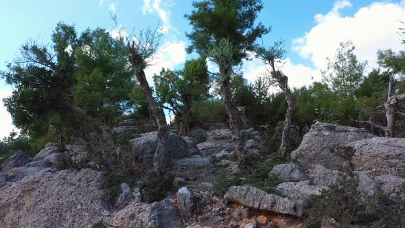 Beautiful Evergreen Trees Growing Among Small Gray Rocks