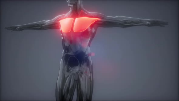 Pectorsl Muscule - Visible Muscle Anatomy Map alt