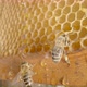 Bees Eating Honey From a Honeycomb - VideoHive Item for Sale