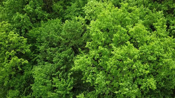 Drone's Eye View  Woodland From Above Aerial Top Down Green Forest Background Caucasus Russia