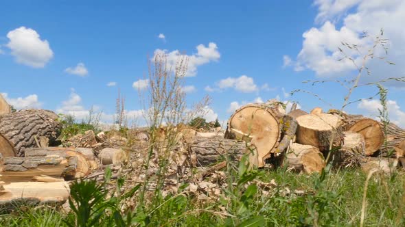 Thick Wood Lies on the Green Grass