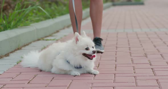 Pomeranian dog go with dog at outdoor