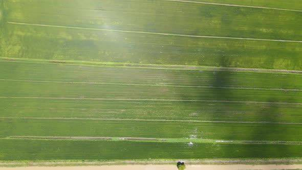 The Paddy Rice Fields of Kedah and Perlis, Malaysia