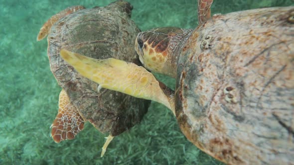 Male And Female Sea Turtles Fighting In Caribbean Ocean Close Up