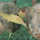 Male And Female Sea Turtles Fighting In Caribbean Ocean Close Up - VideoHive Item for Sale