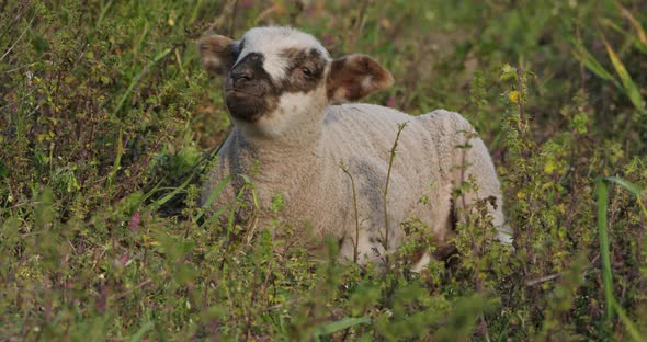 Lamb of Domestic sheeps ( merinos d Arles), grazing in the vineyards, Occitanie, France