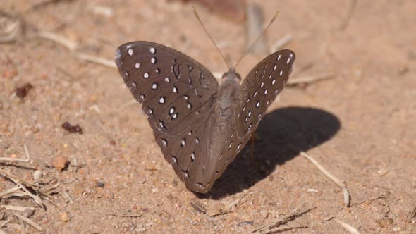 Brown butterfly on the ground in Waterberg