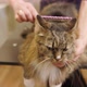 groomer Brushing Maine Coon cat's fur by using comb - VideoHive Item for Sale