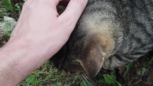 Domestic gray cat being pet by human hand. Tender love given to beautiful cat