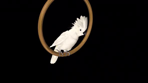 Umbrella Cockatoo - White Parrot - Swinging and Talking Loop - Side Angle MS - Alpha Channel