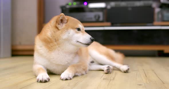 Shiba Inu