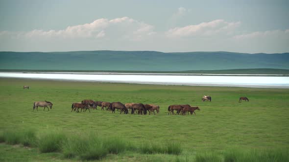 Free Herd of Wild Horses in Great Lakeside Meadow in Asia