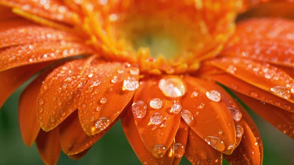 Macro Shot of Orange Daisy-gerbera Flower with Water Drops. Dew Drops Falling on Flower Petals. Slow