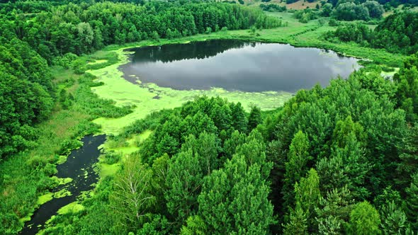 Amazing pond and green algae in summer.