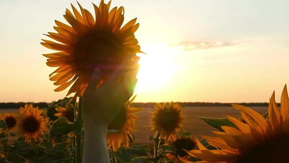 A Girl's Hand Touches a Sunflower Hat in a Field During Sunset, Close-up.