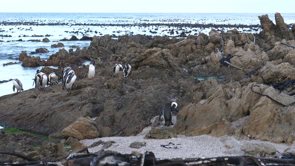 Penguin waddle on the rocks of Betty's Bay