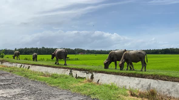 Indonesian Buffalos aka Anoa Eating Grass in Pasture of Farm by Rice Fields Wide View