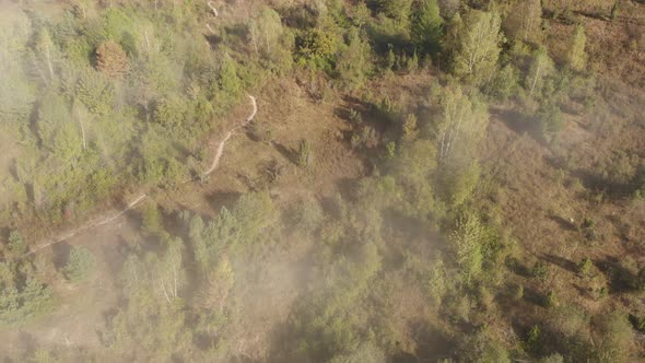 Aerial Drone View Flight Over Pine Trees in Mountains