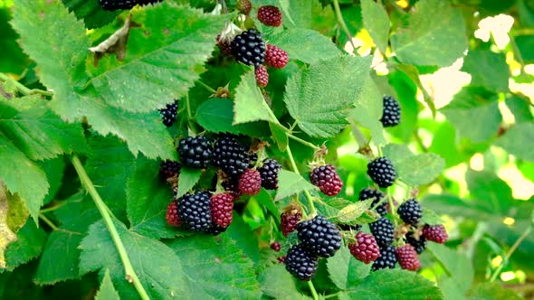 Blackberries Grow on Ripe Bushes