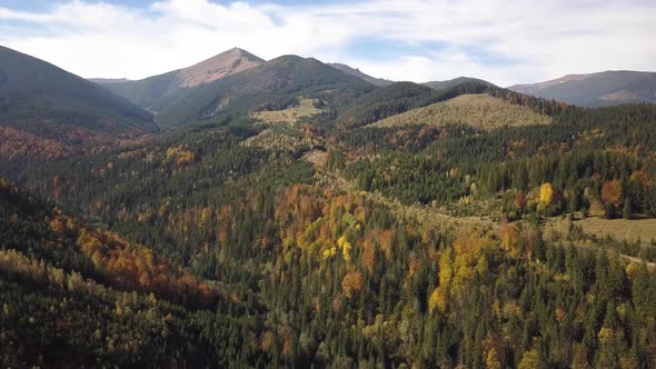 Aerial view of autumn mountain landscape with evergreen pine trees and yellow fall forest with