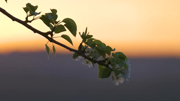 Twigs of Fruit Tree with White Blossoming Flowers in Early Spring at Sunset