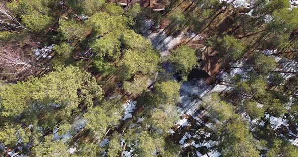 Top Down View of Winter Forest