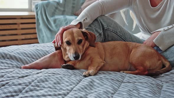 Caucasian Woman in Home Clothes in Cozy Bedroom Strokes Her Small Brown Dachshund Dog on Bed Close