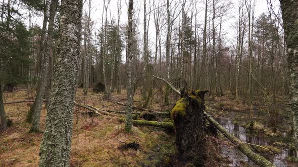 Forest with fallen trees after storm