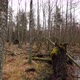 Forest with fallen trees after storm - VideoHive Item for Sale